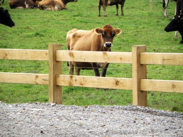 2 Rail - Cypress - Acreline Timber Fencing